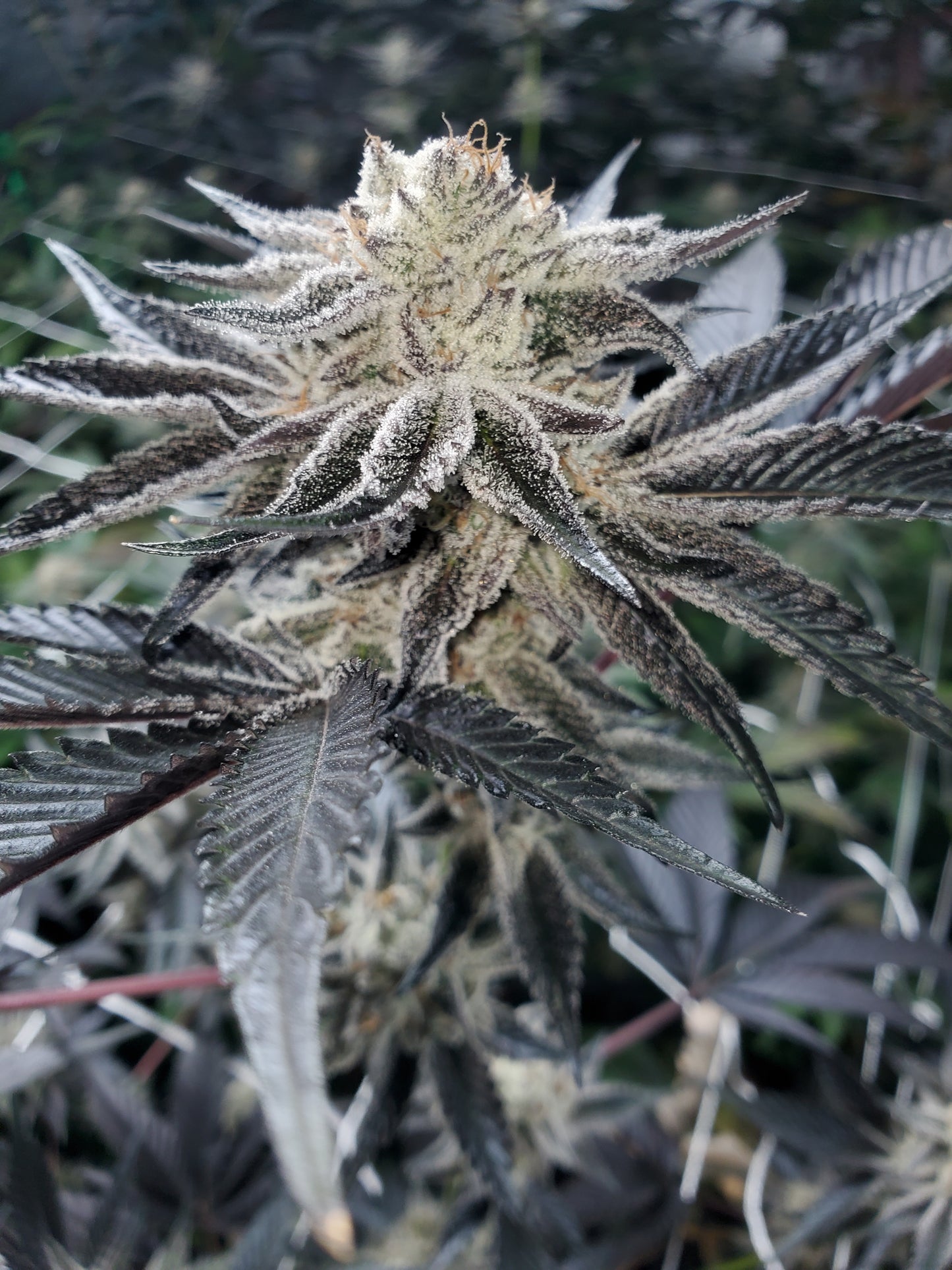 CHOCOLATE CREAM FILLED COOKIE AKA OOOZE S1