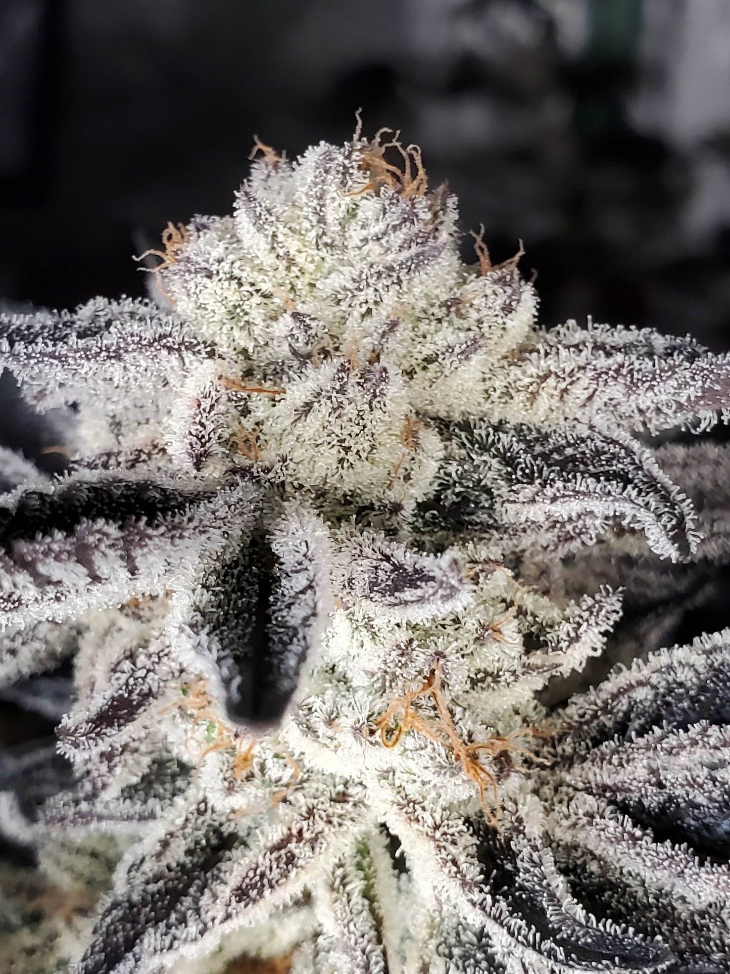 CHOCOLATE CREAM FILLED COOKIE AKA OOOZE S1