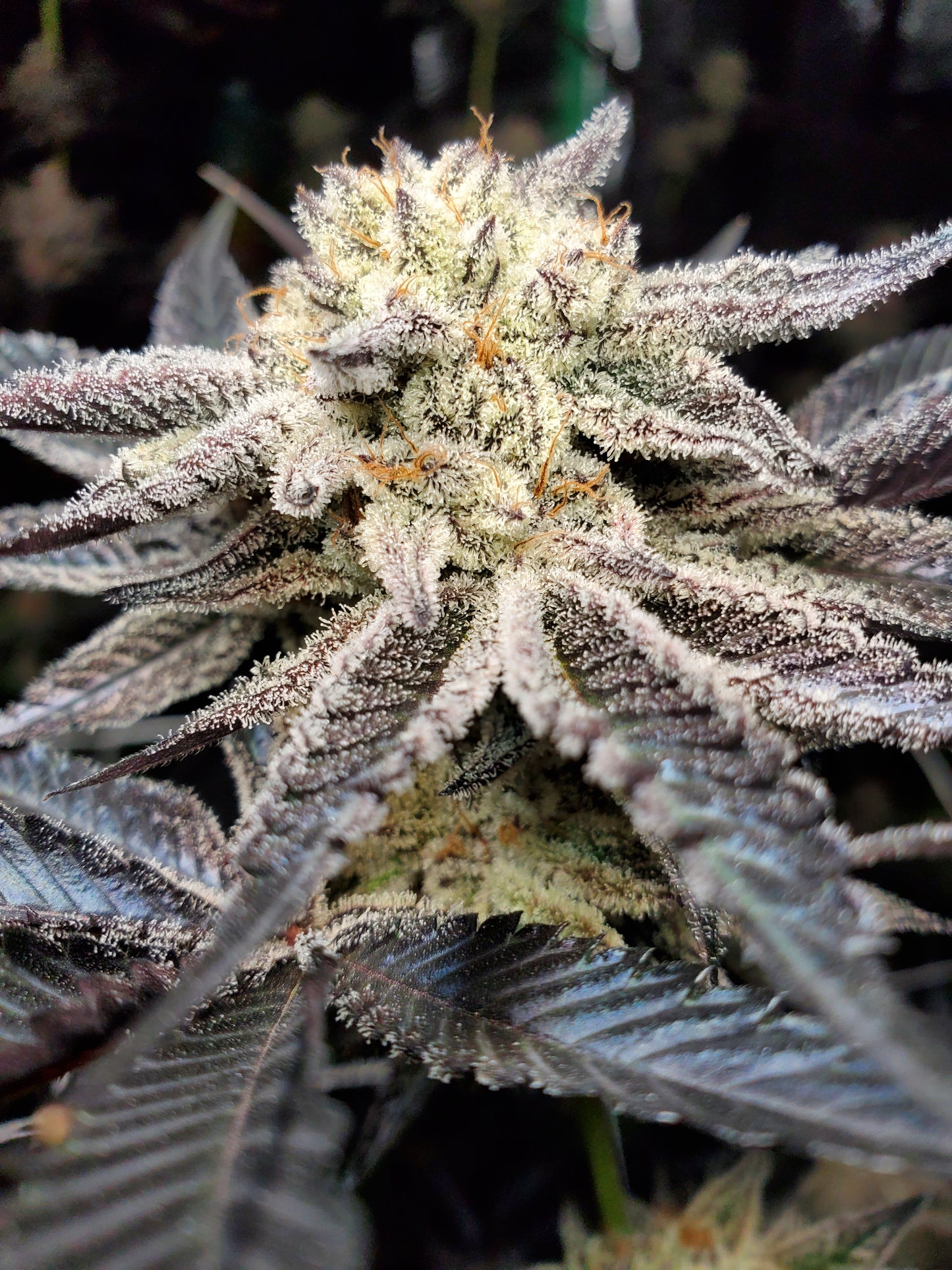 CHOCOLATE CREAM FILLED COOKIE AKA OOOZE S1