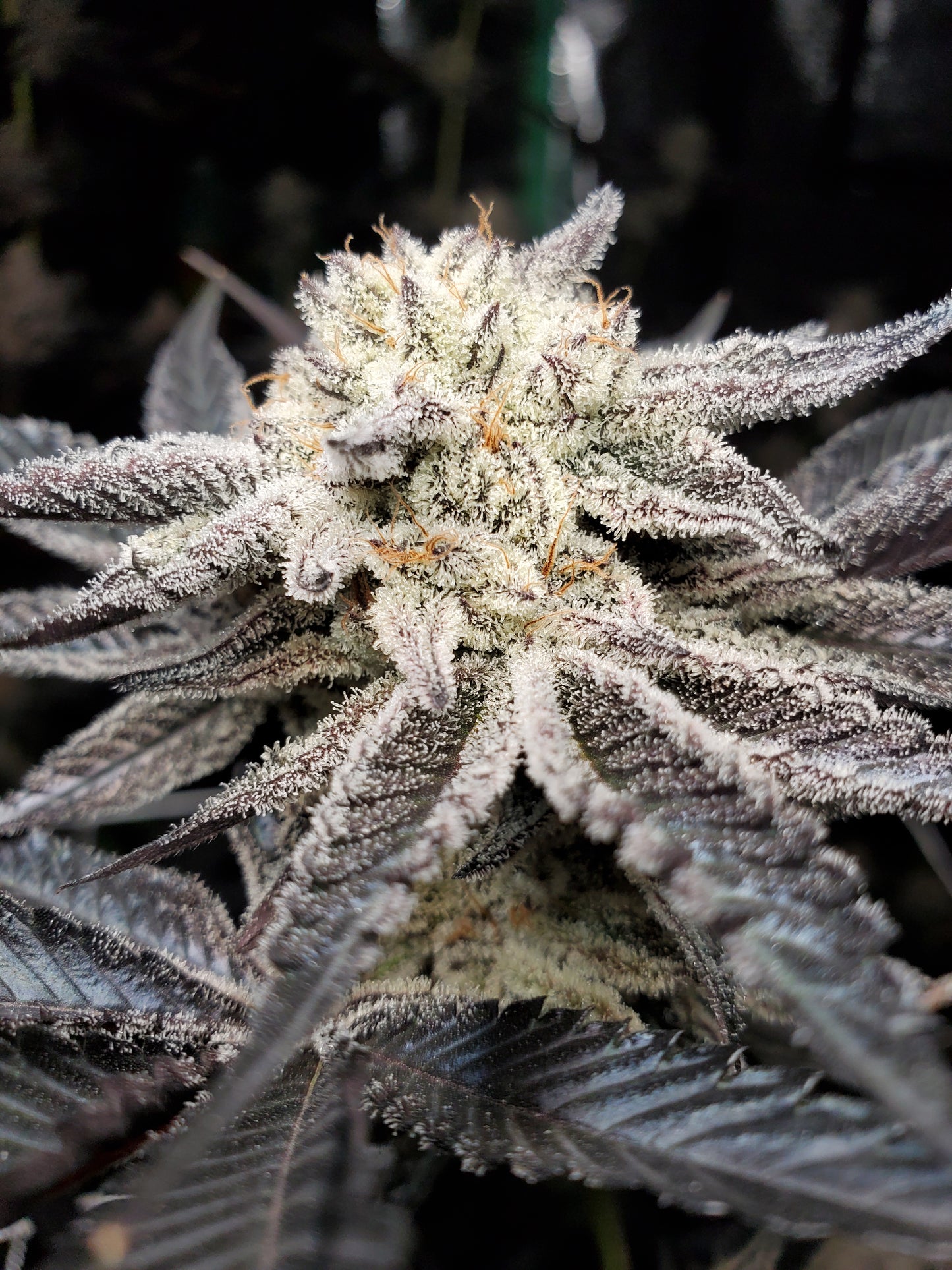 CHOCOLATE CREAM FILLED COOKIE AKA OOOZE S1