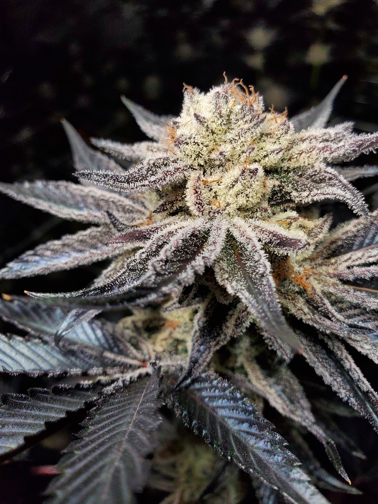 CHOCOLATE CREAM FILLED COOKIE AKA OOOZE S1