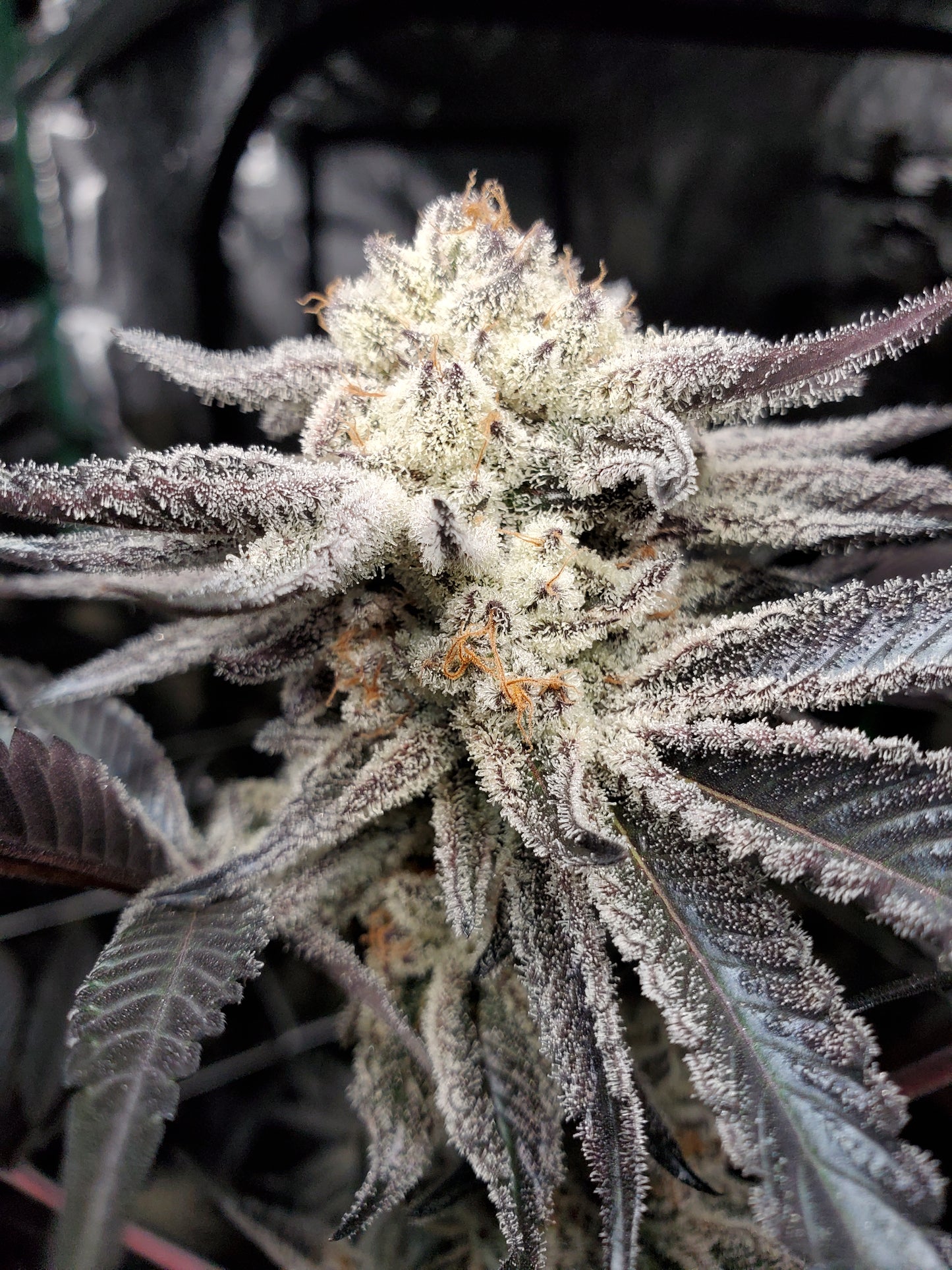 CHOCOLATE CREAM FILLED COOKIE AKA OOOZE S1