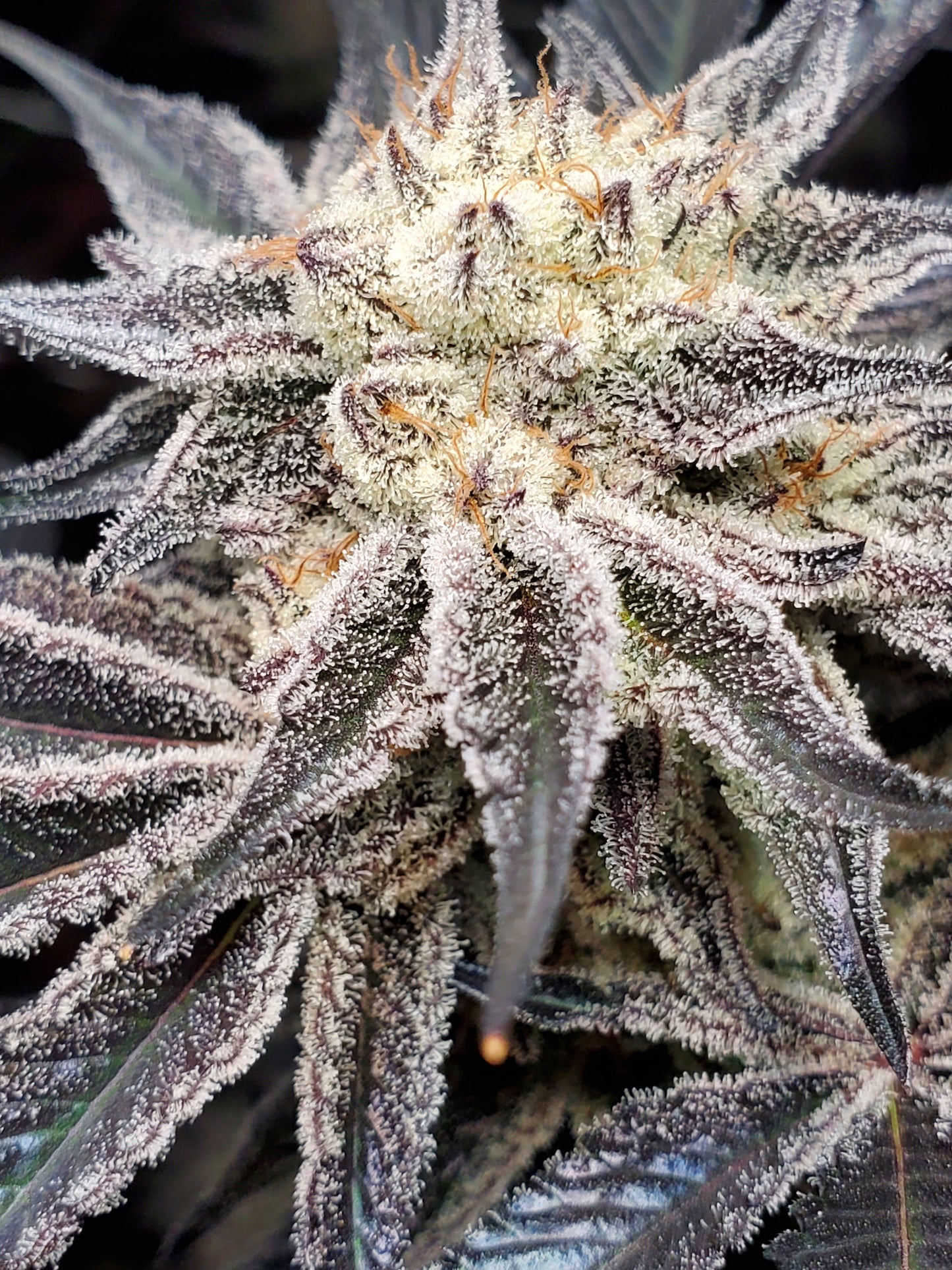 CHOCOLATE CREAM FILLED COOKIE AKA OOOZE S1
