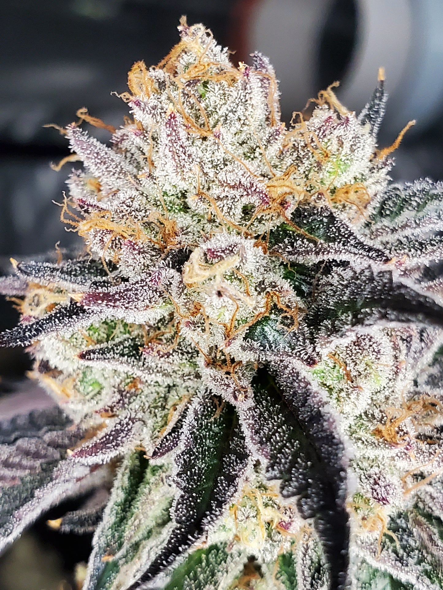 STRAWBERRY RUNTZ FLOWER