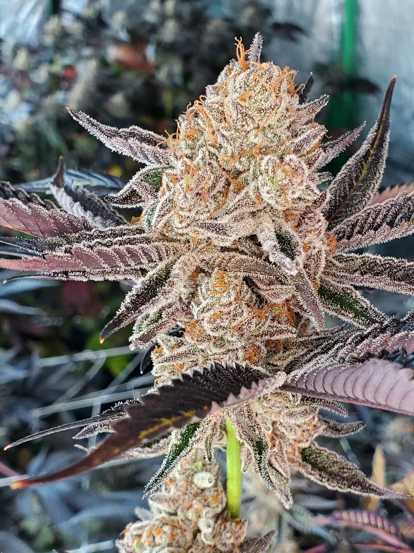 STINKY GRINGOZ/ STRAWBERRY MARGARITA (STRAWBERRY RUNTZ X BANANA SPLITTERZ) FEM