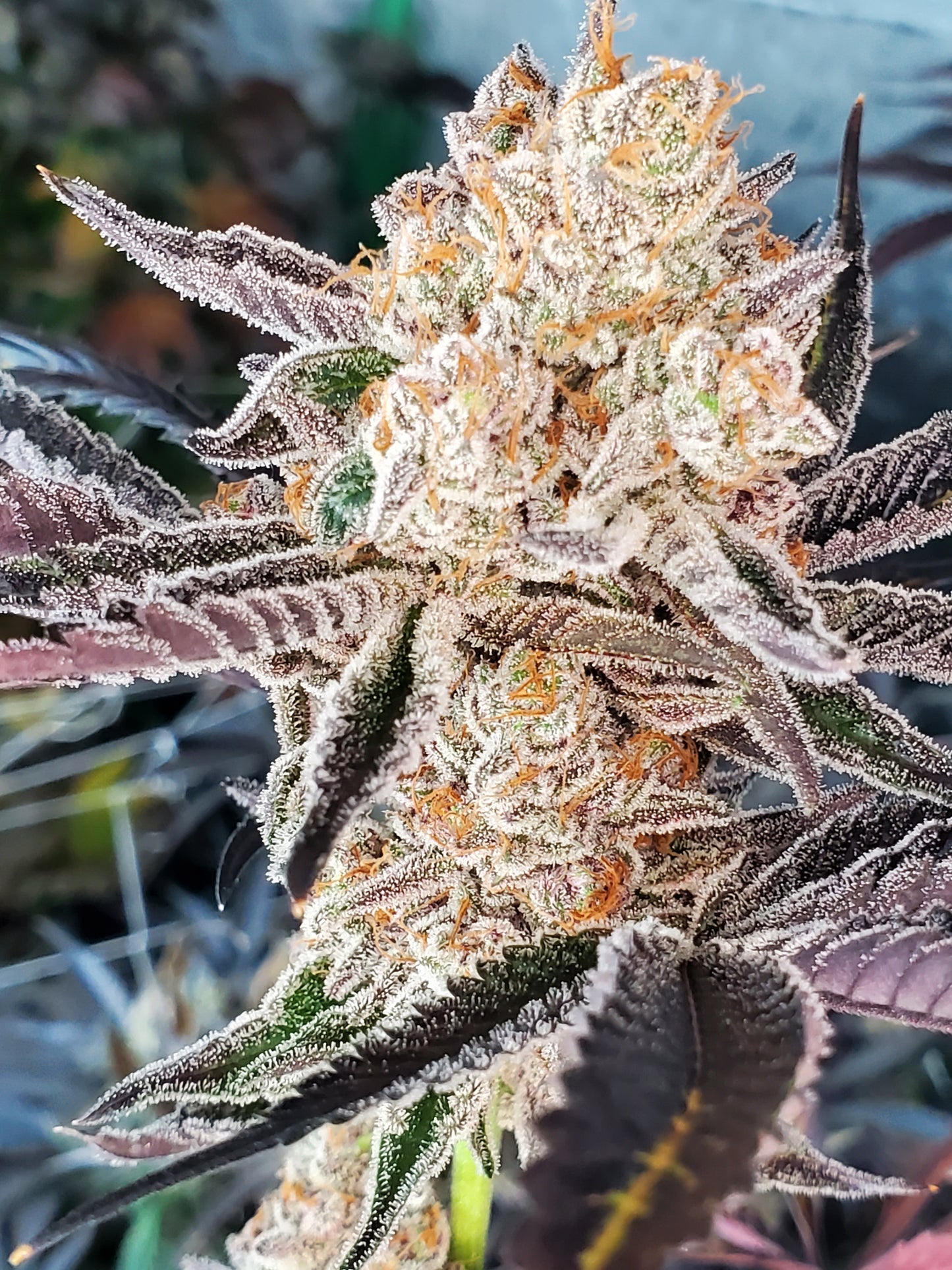 STINKY GRINGOZ/ STRAWBERRY MARGARITA (STRAWBERRY RUNTZ X BANANA SPLITTERZ) FEM