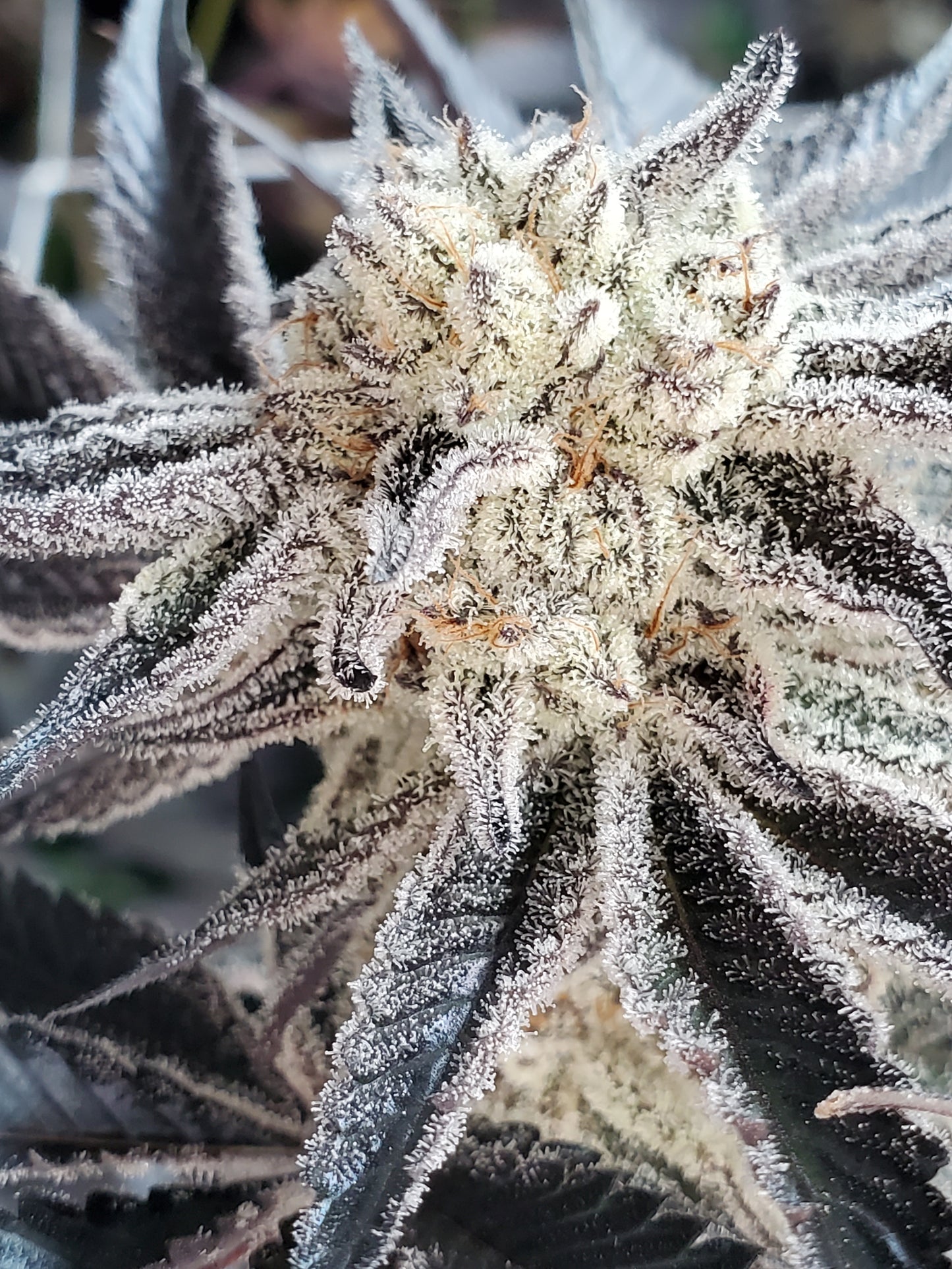 CHOCOLATE CREAM FILLED COOKIE AKA OOOZE S1