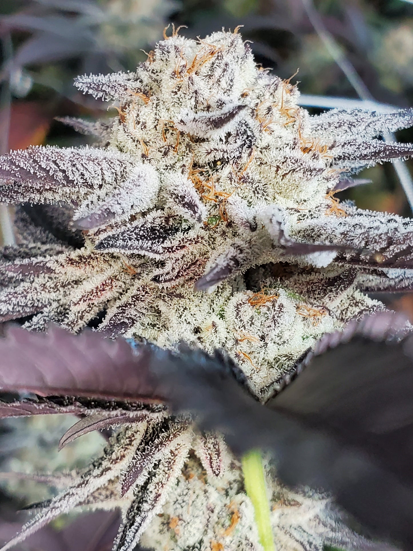 CHOCOLATE CREAM FILLED COOKIE AKA OOOZE S1