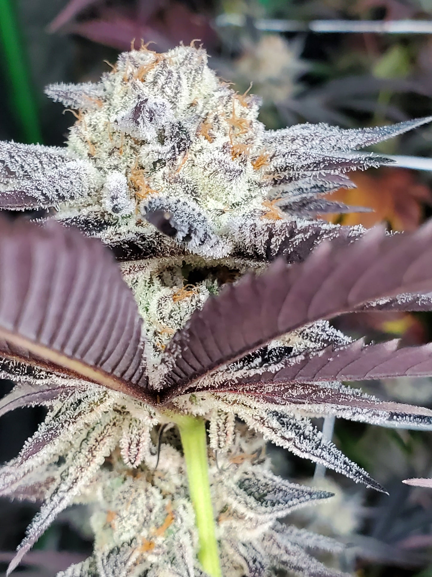 CHOCOLATE CREAM FILLED COOKIE AKA OOOZE S1