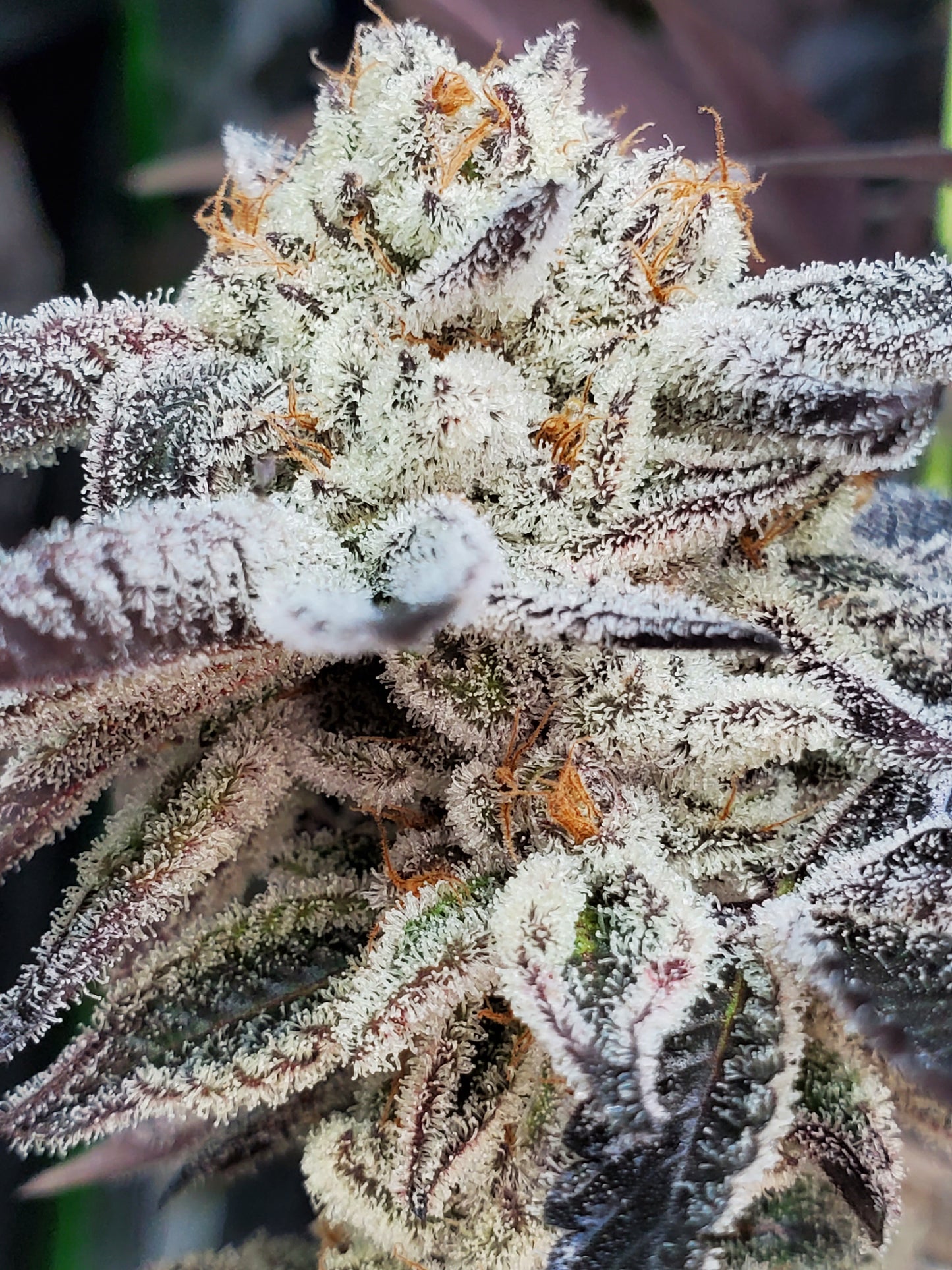 CHOCOLATE CREAM FILLED COOKIE AKA OOOZE S1