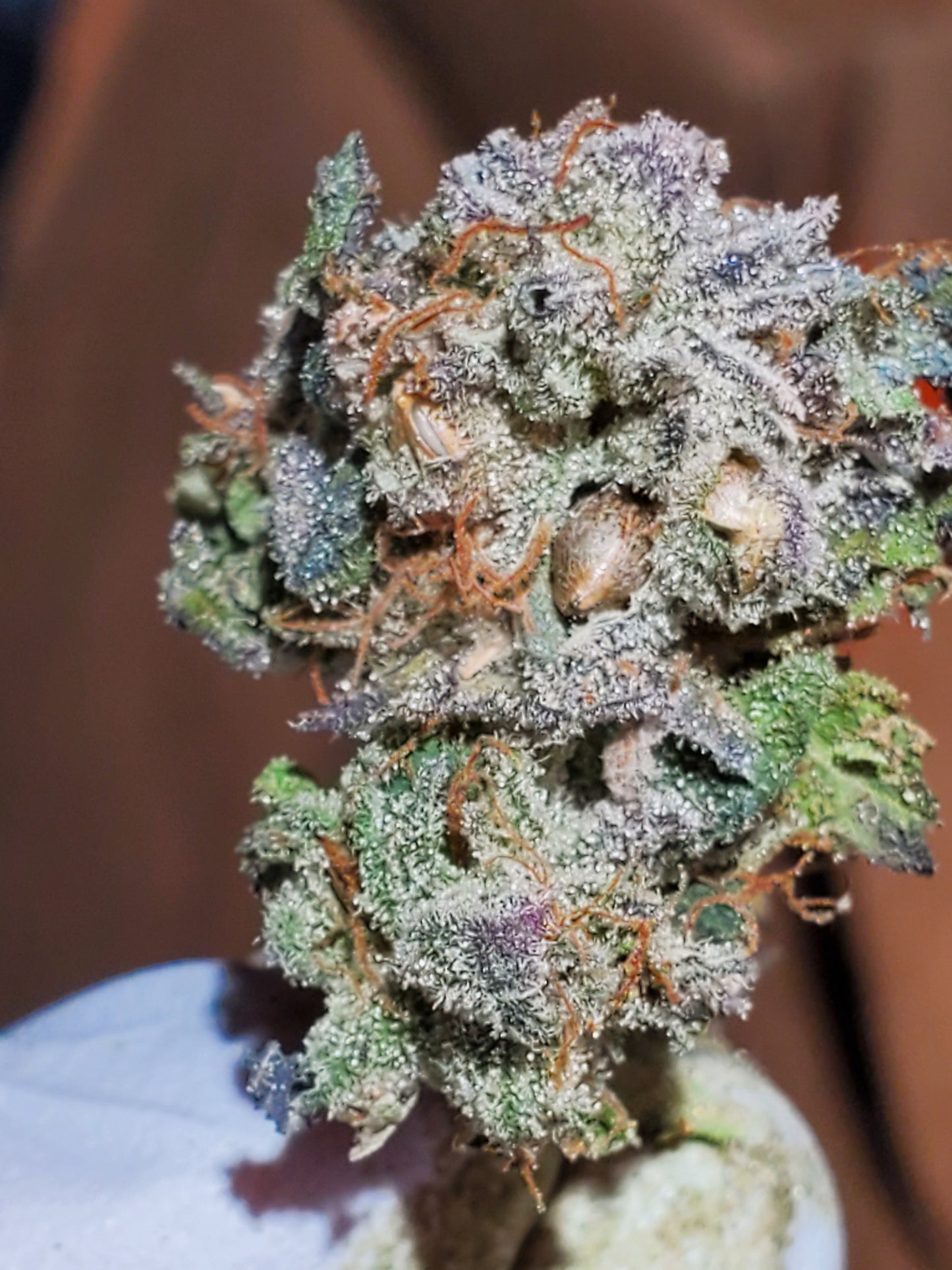 GRAPE VINEZ (FEM)