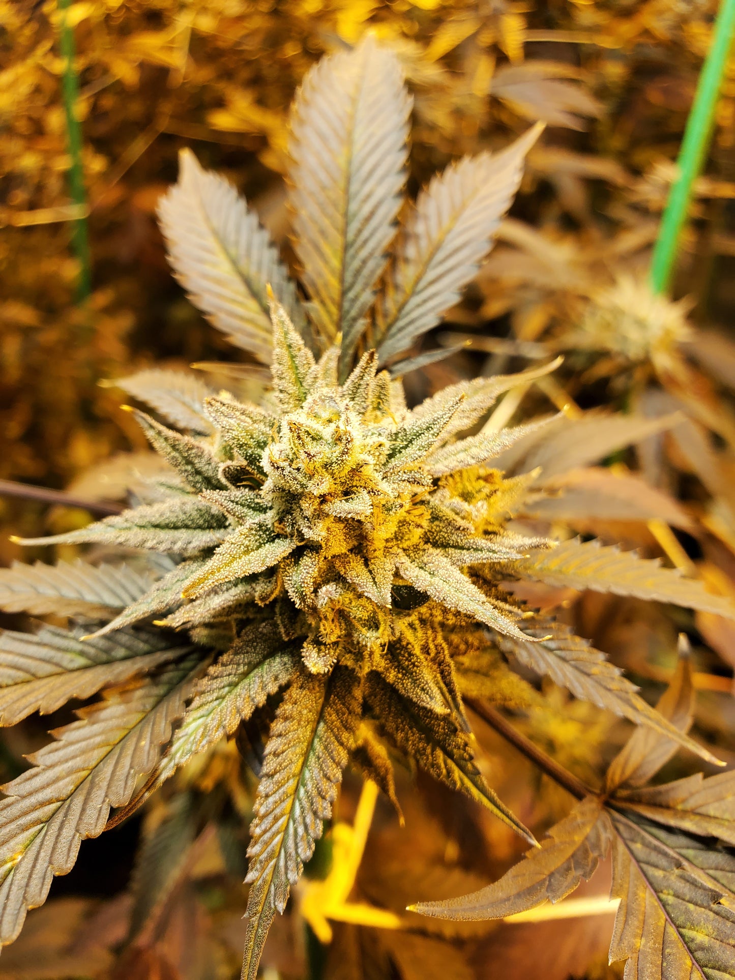 GRAPE VINEZ (FEM)
