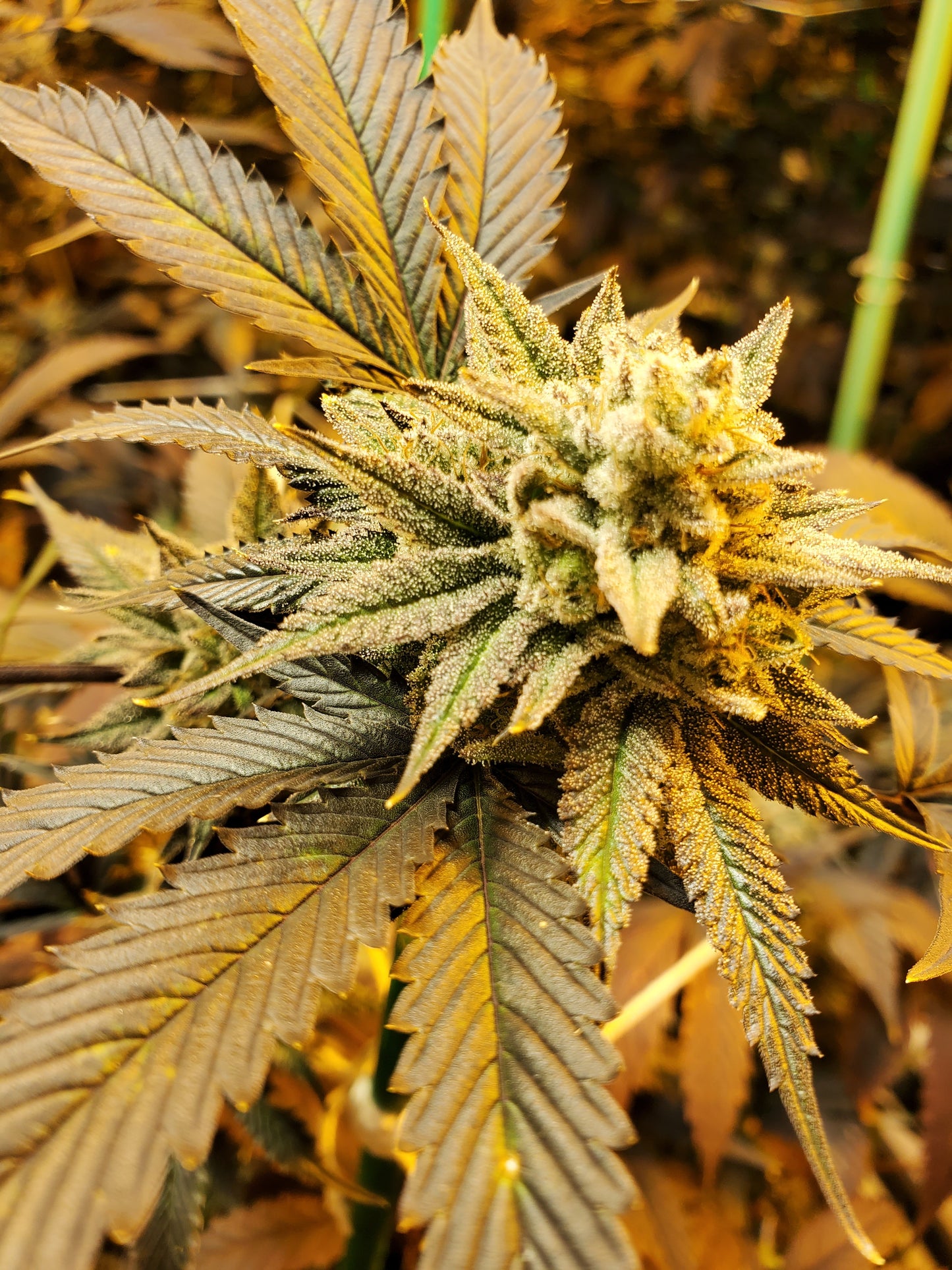 GRAPE VINEZ (FEM)