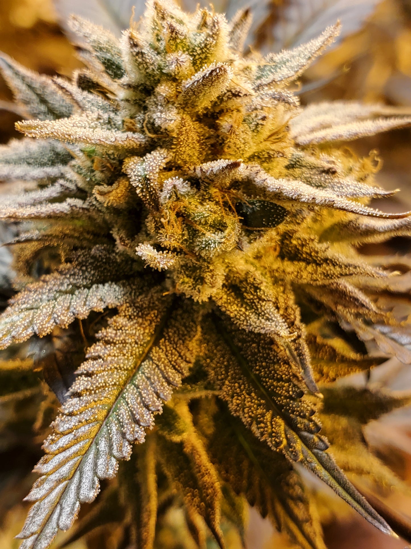 GRAPE VINEZ (FEM)