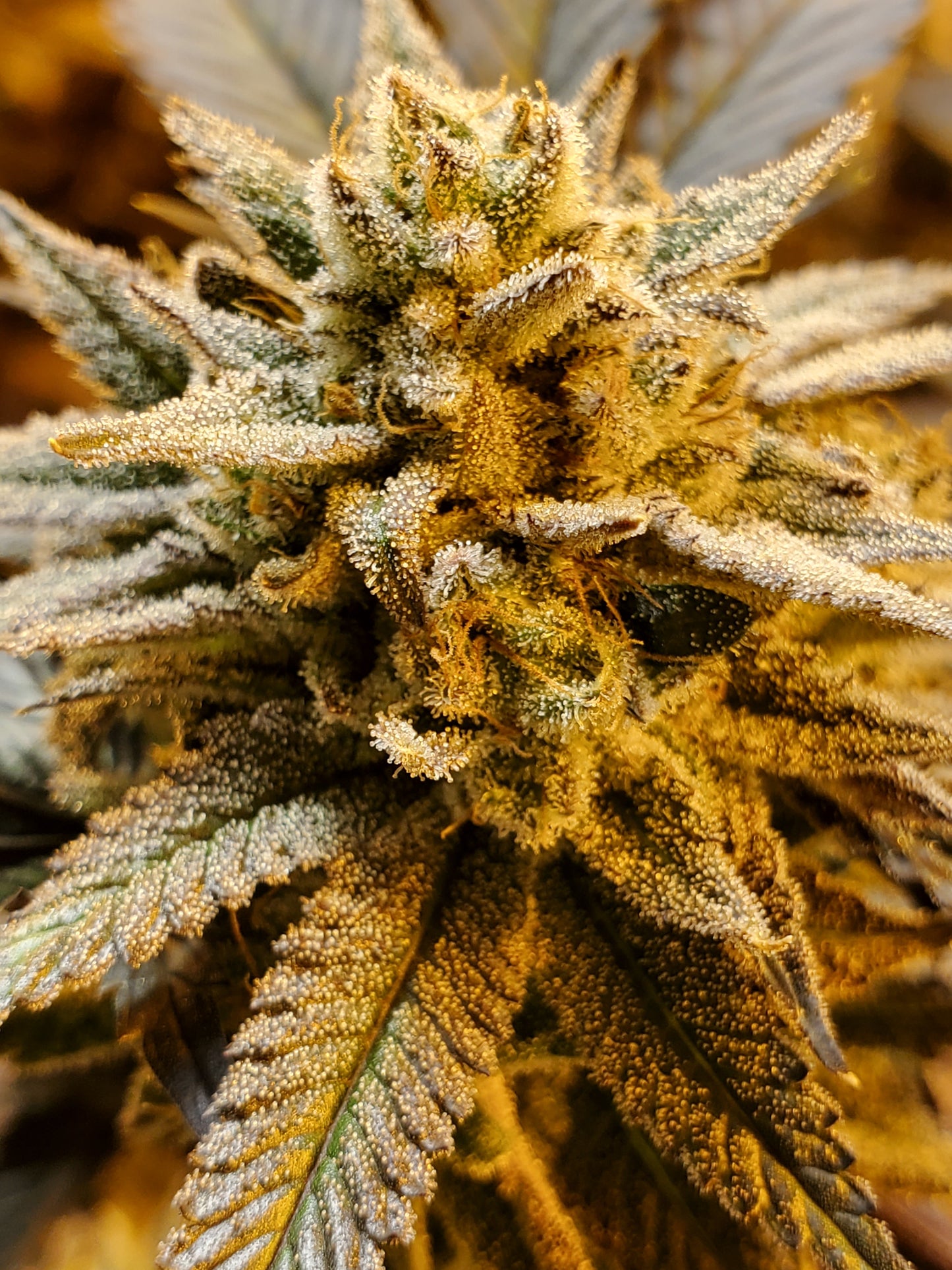 GRAPE VINEZ (FEM)