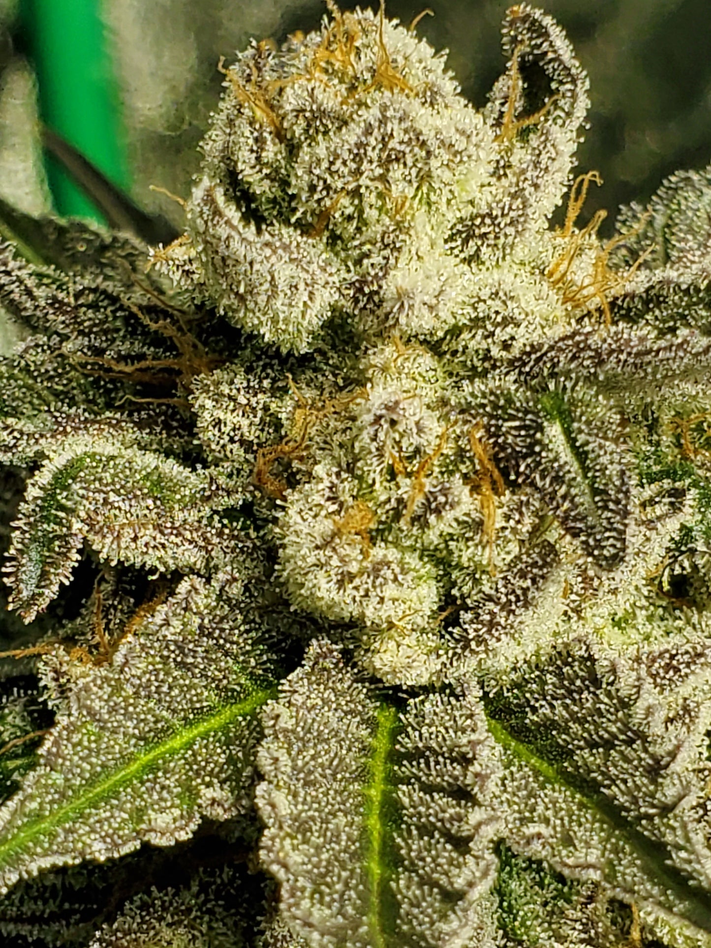 GRAPE VINEZ (FEM)