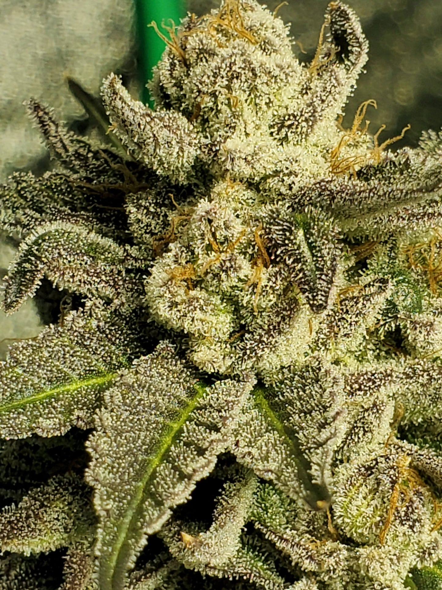 GRAPE VINEZ (FEM)