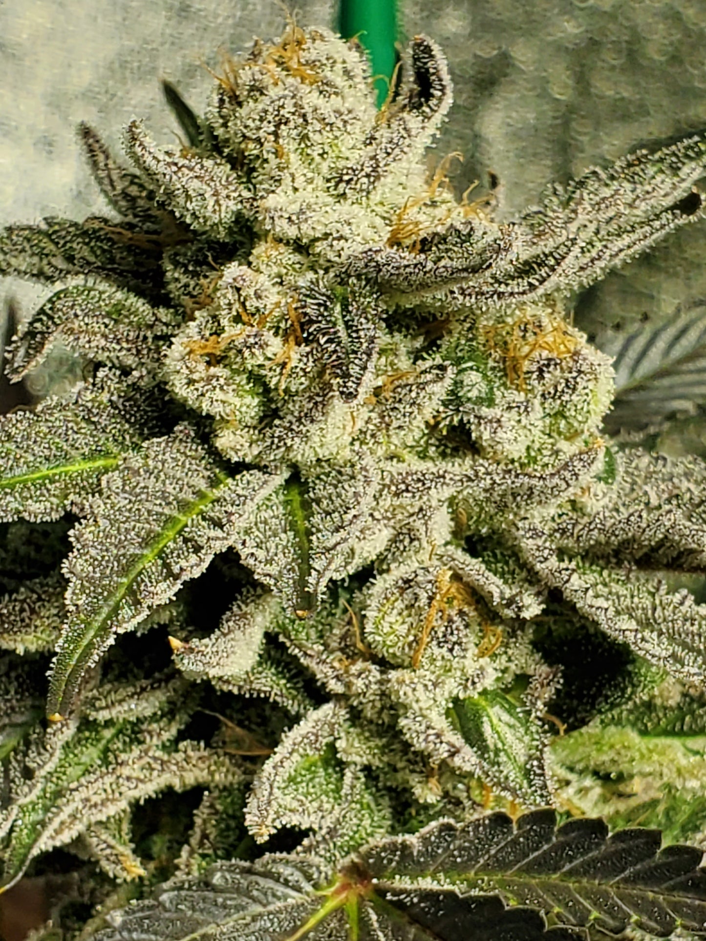 GRAPE VINEZ (FEM)