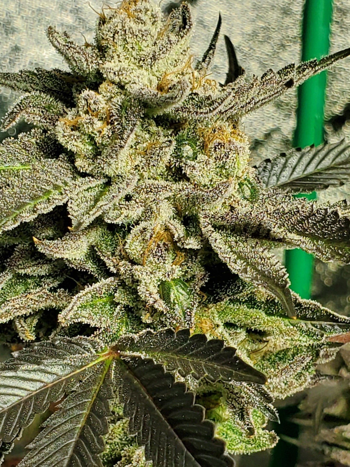 GRAPE VINEZ (FEM)