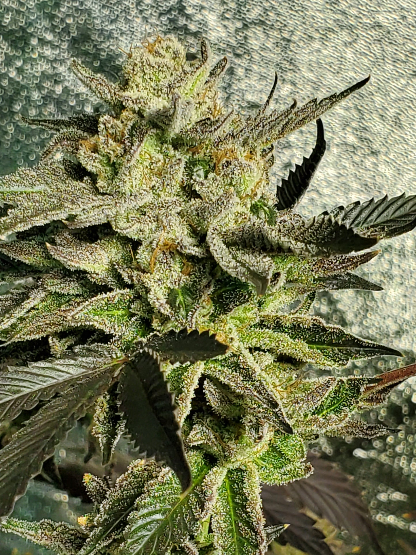 GRAPE VINEZ (FEM)