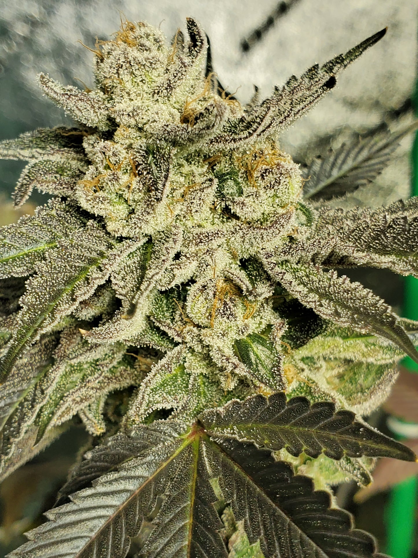 GRAPE VINEZ (FEM)