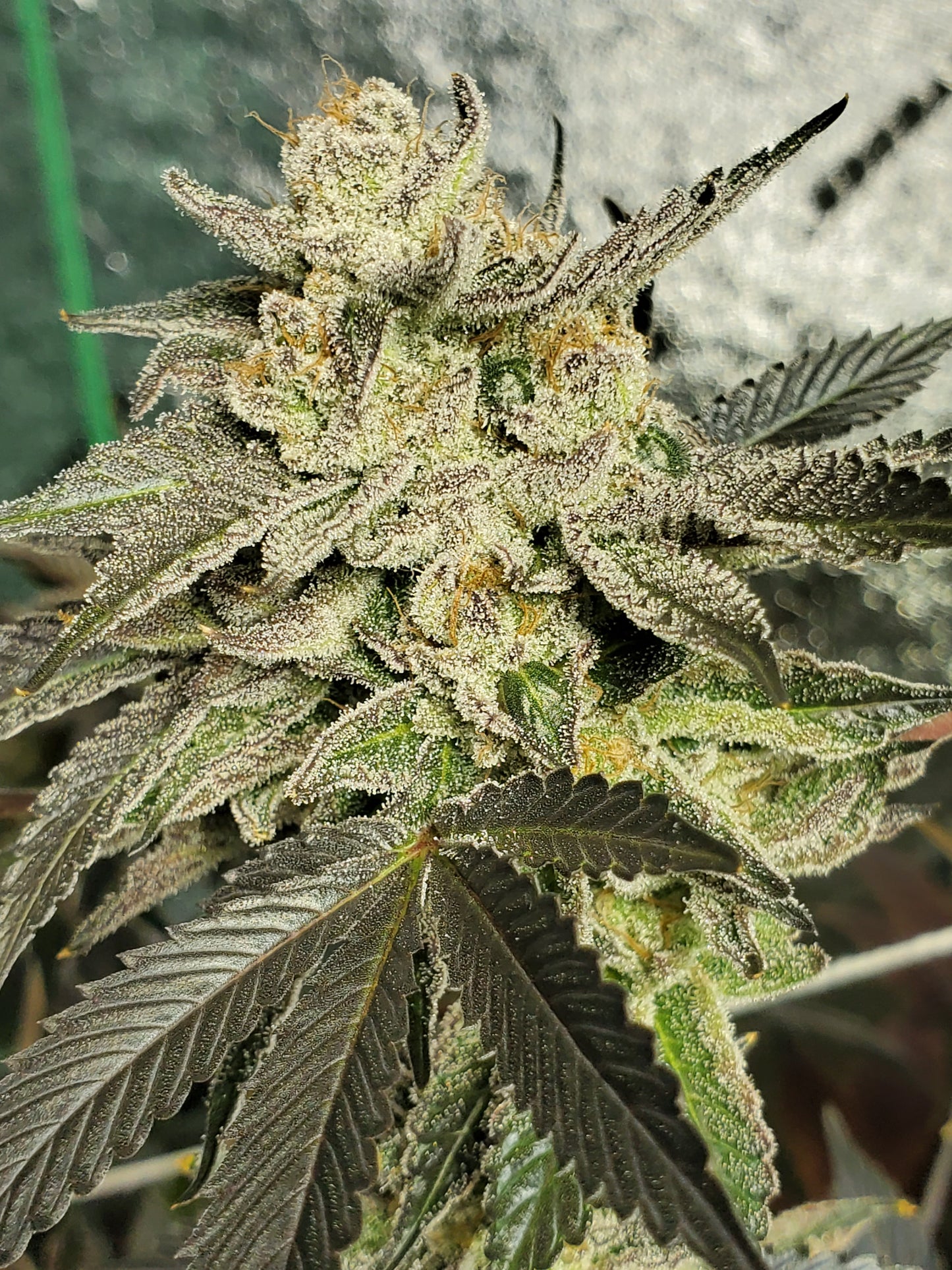 GRAPE VINEZ (FEM)