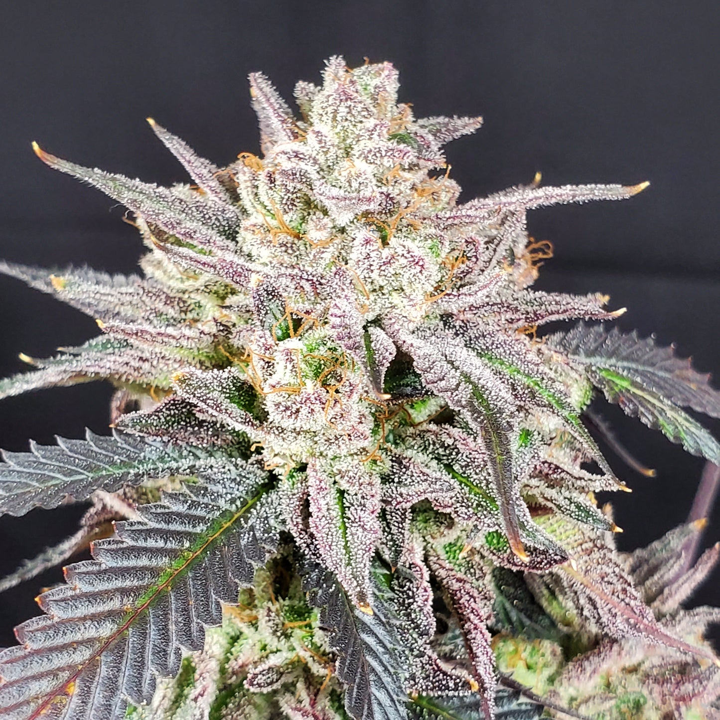 GRAPE VINEZ (FEM)