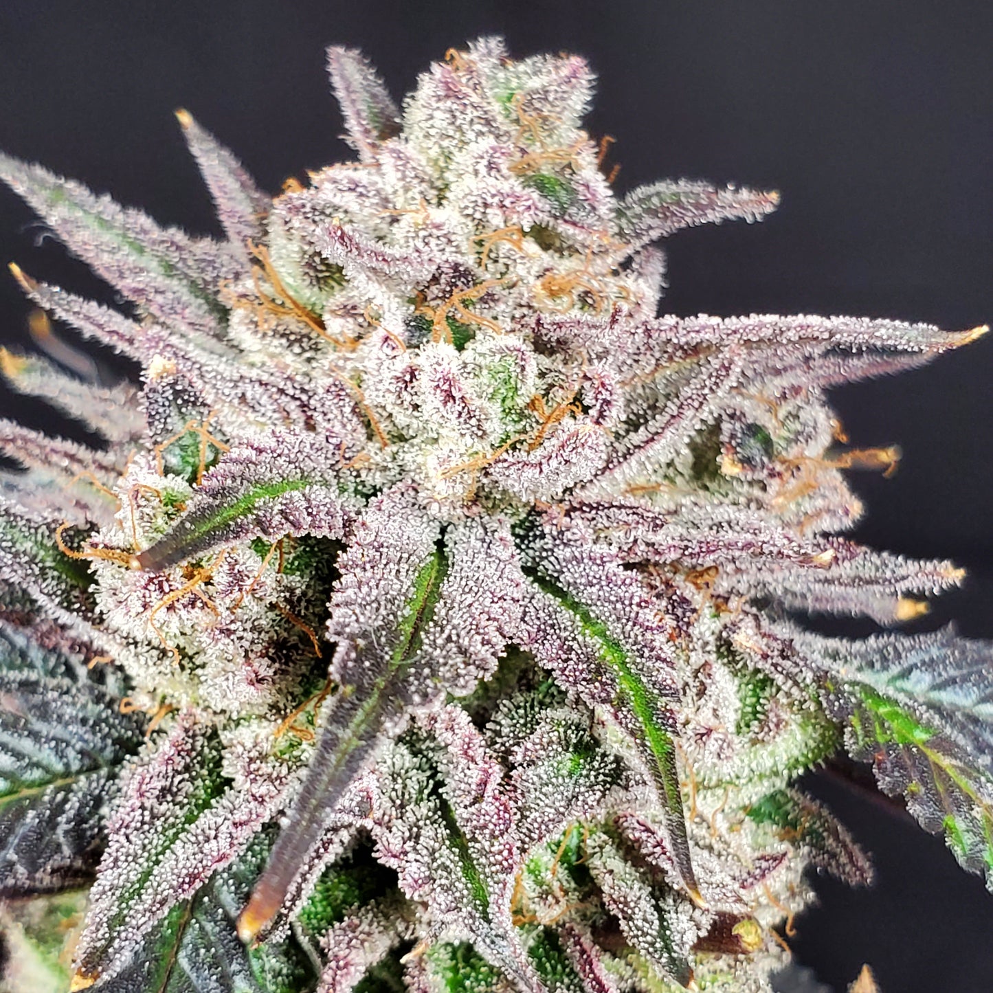 GRAPE VINEZ (FEM)