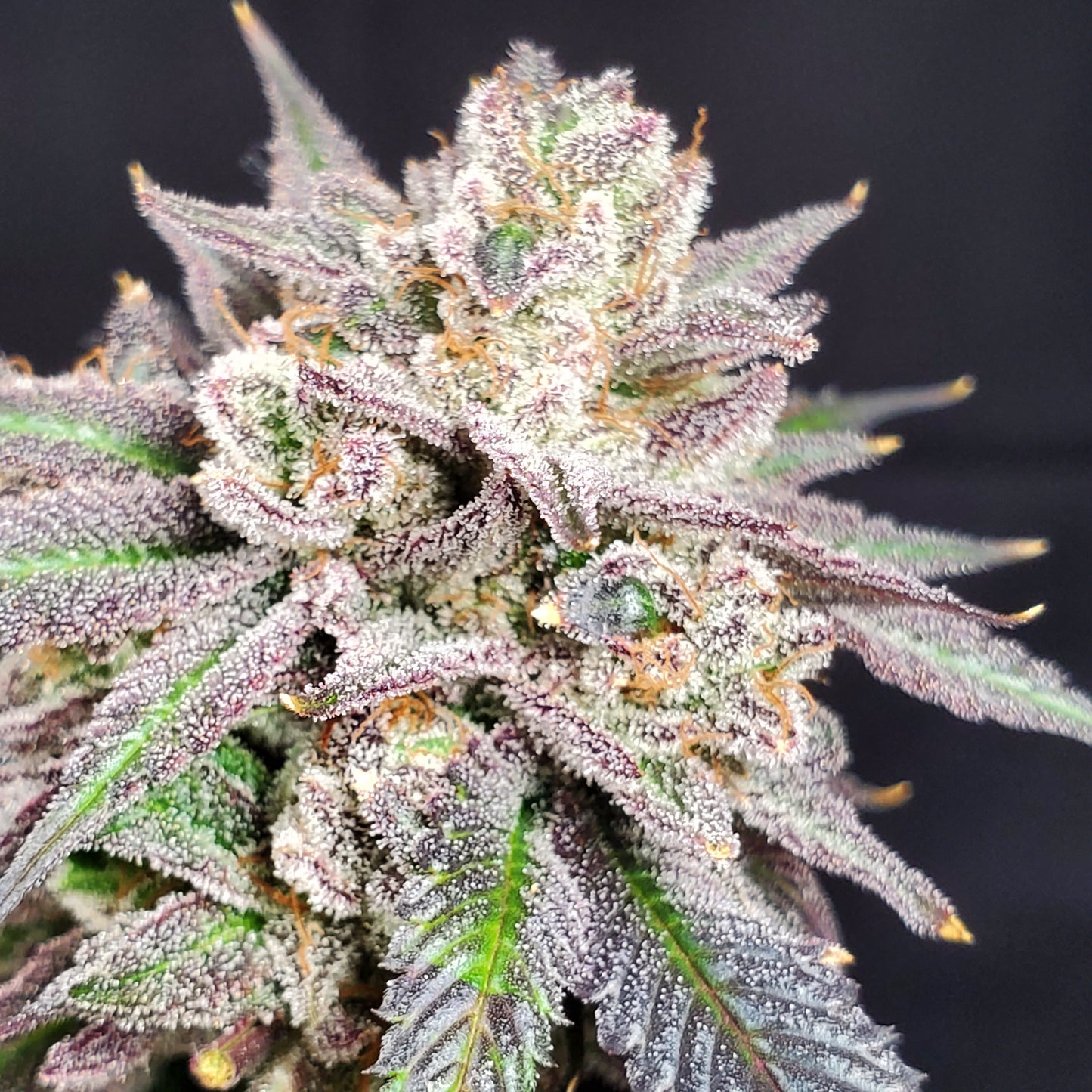 GRAPE VINEZ (FEM)