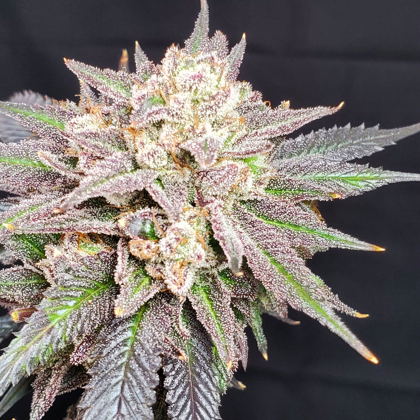 GRAPE VINEZ (FEM)