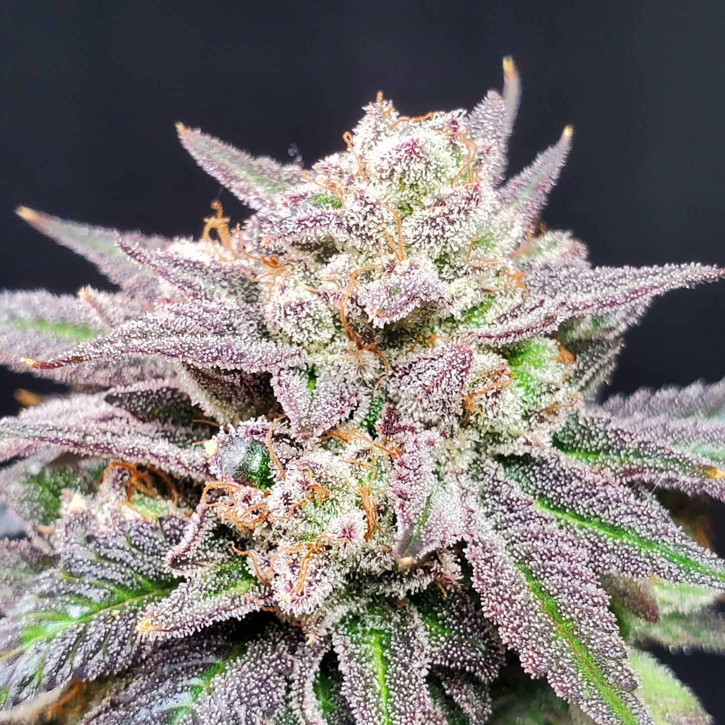 GRAPE VINEZ (FEM)