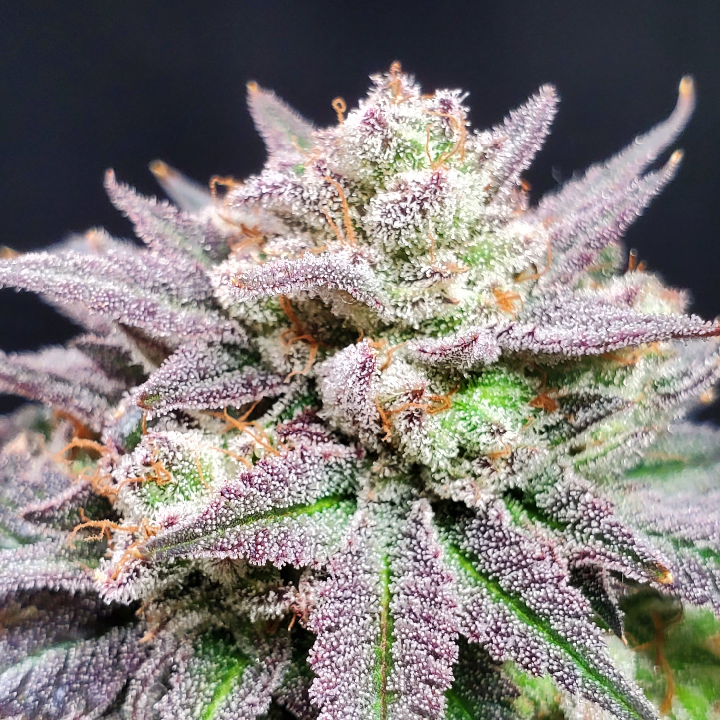 GRAPE VINEZ (FEM)