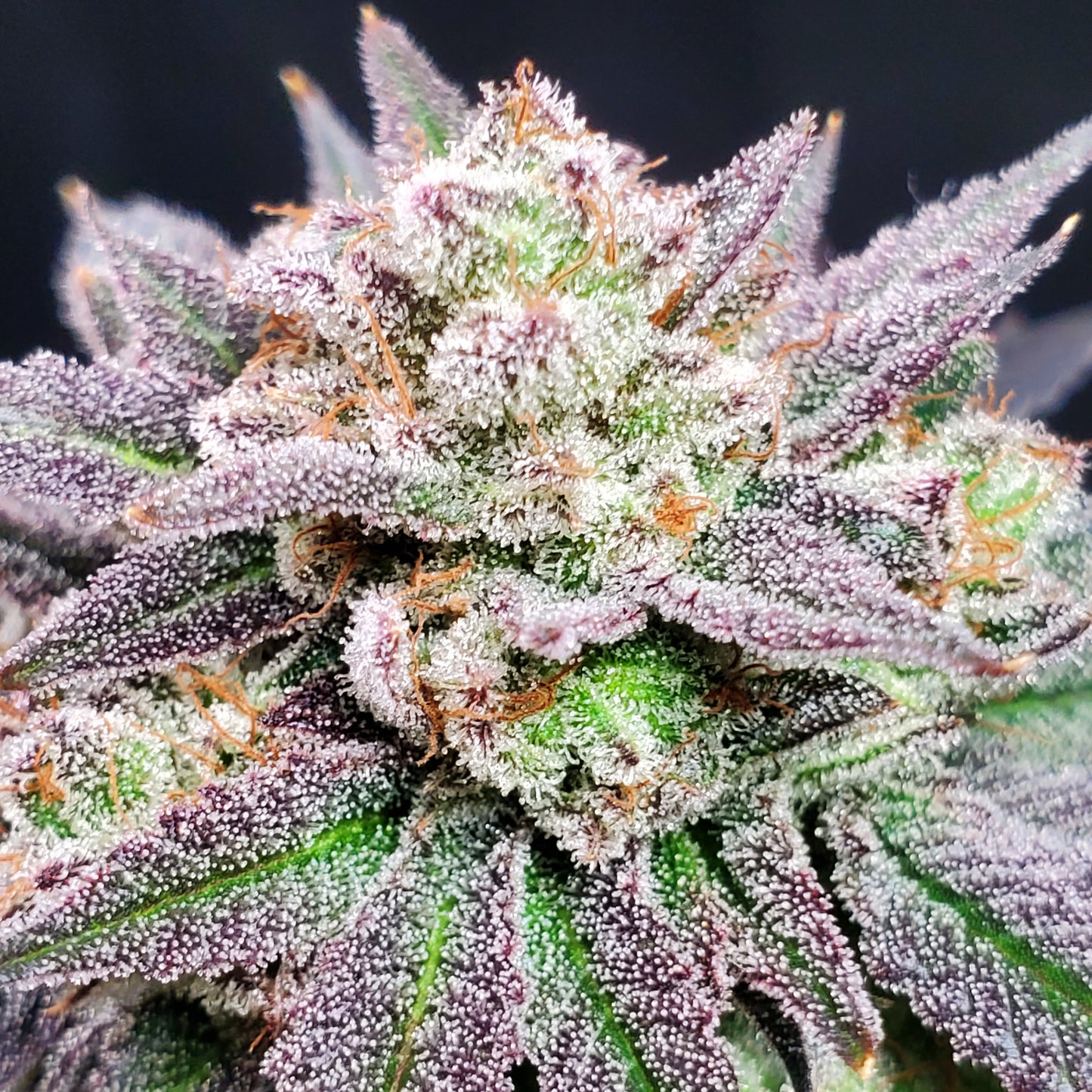 GRAPE VINEZ (FEM)