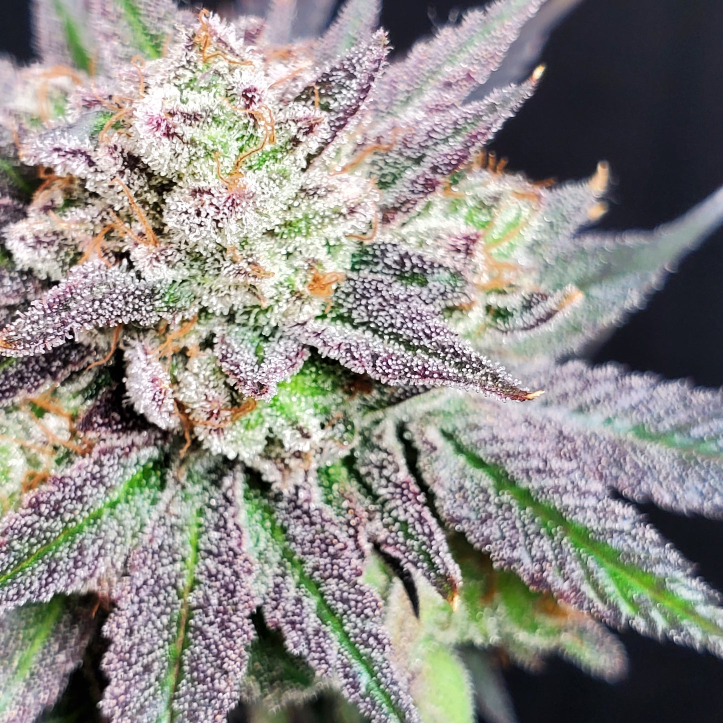 GRAPE VINEZ (FEM)