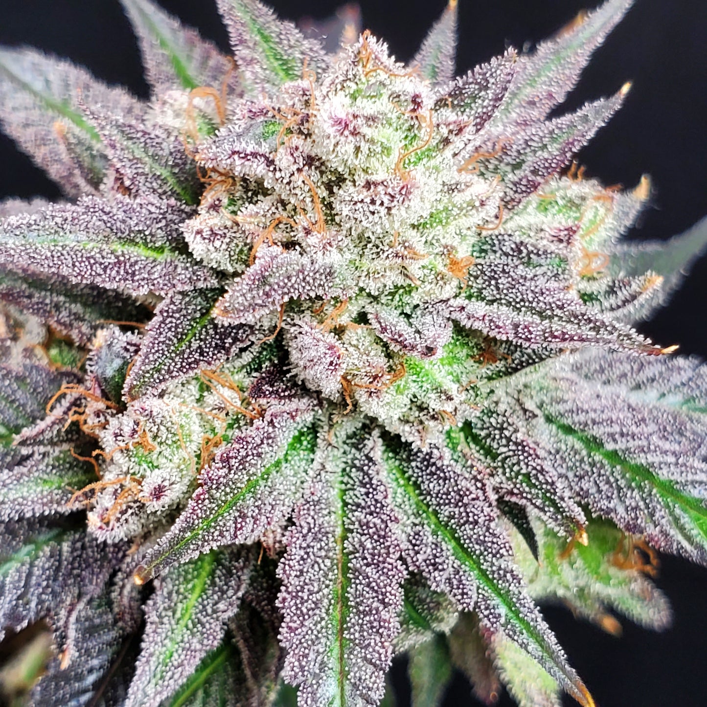 GRAPE VINEZ (FEM)