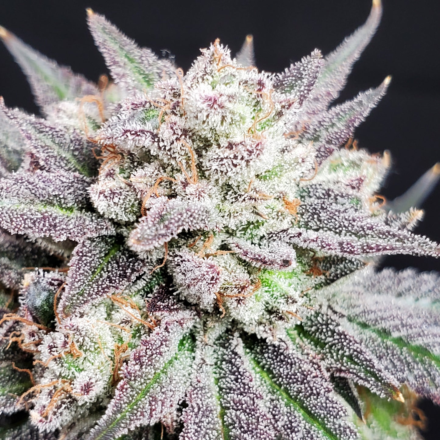 GRAPE VINEZ (FEM)