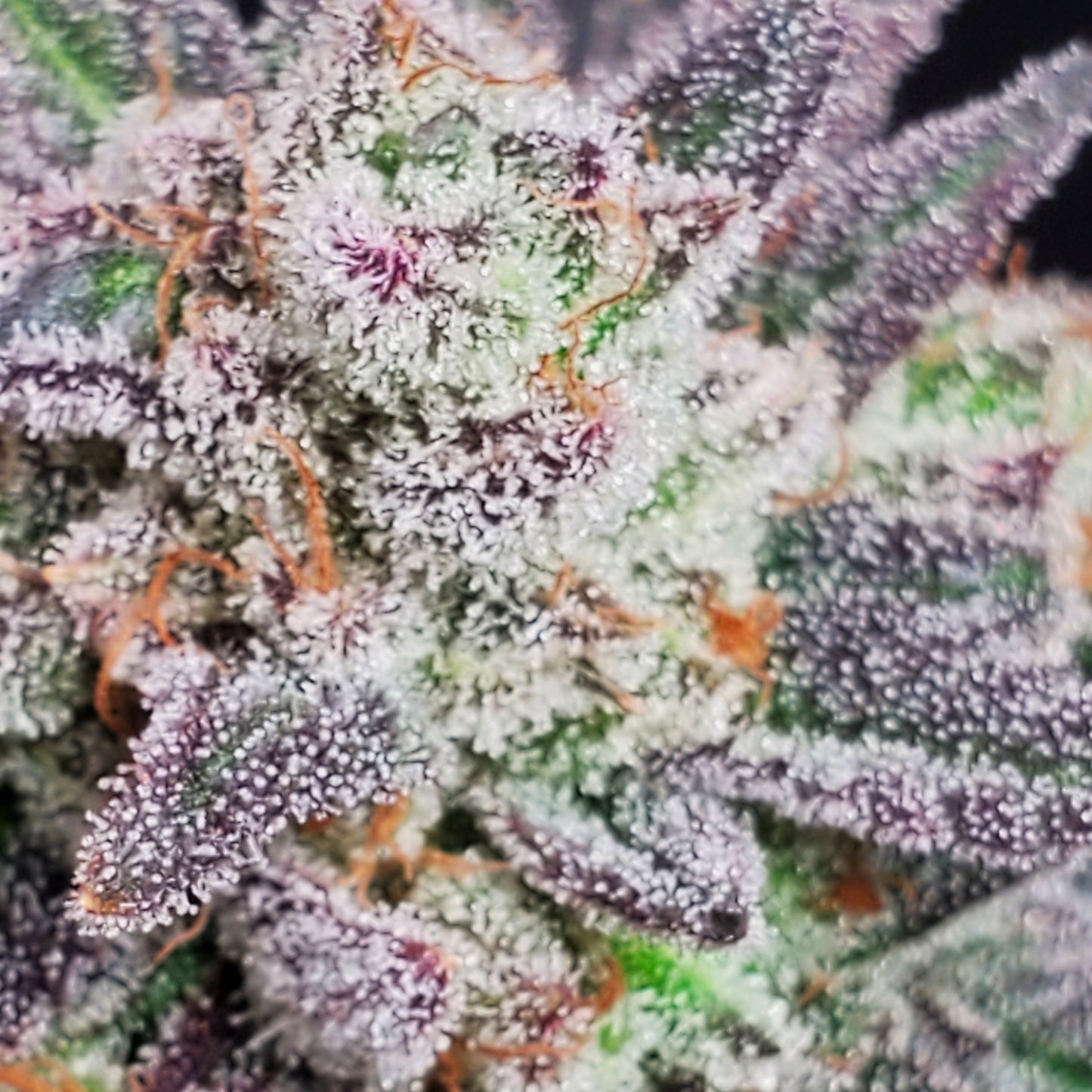 GRAPE VINEZ (FEM)