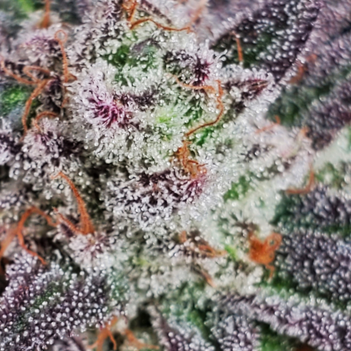 GRAPE VINEZ (FEM)