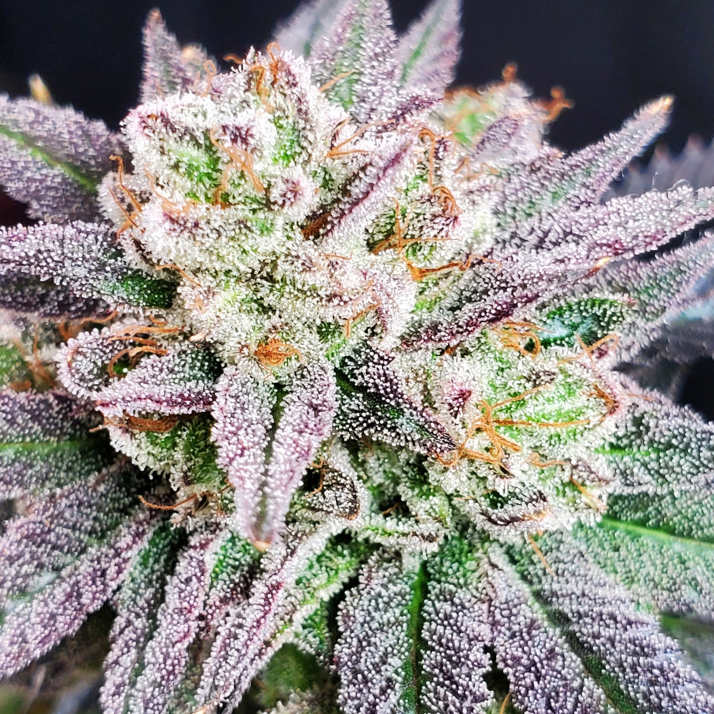 GRAPE VINEZ (FEM)