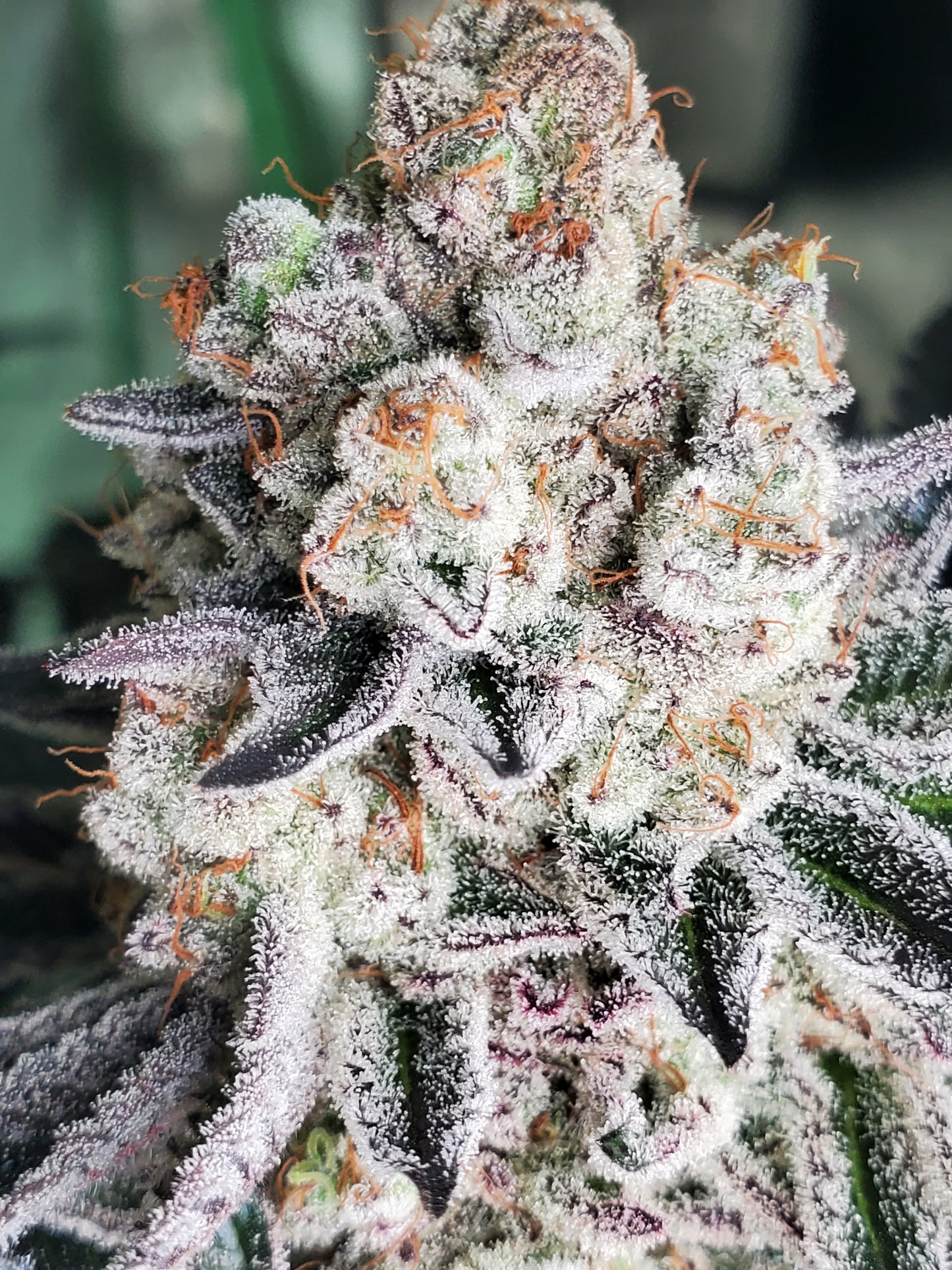 PURPLE CERTZ (FEM)