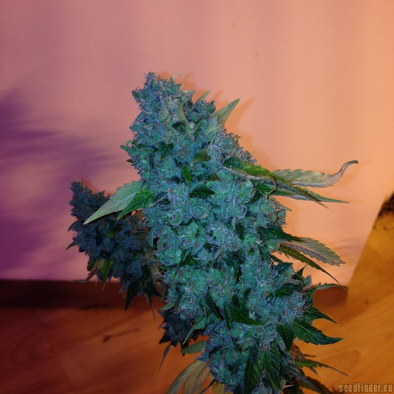 HOLY GRAIL KUSH (FEM)