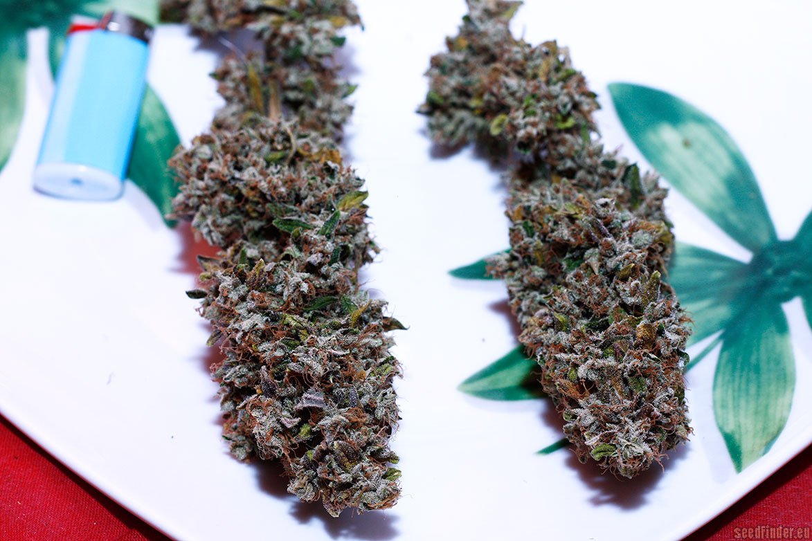 HOLY GRAIL KUSH (FEM)