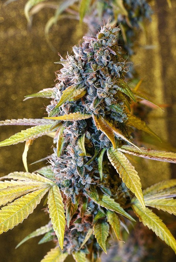 HOLY GRAIL KUSH (FEM)