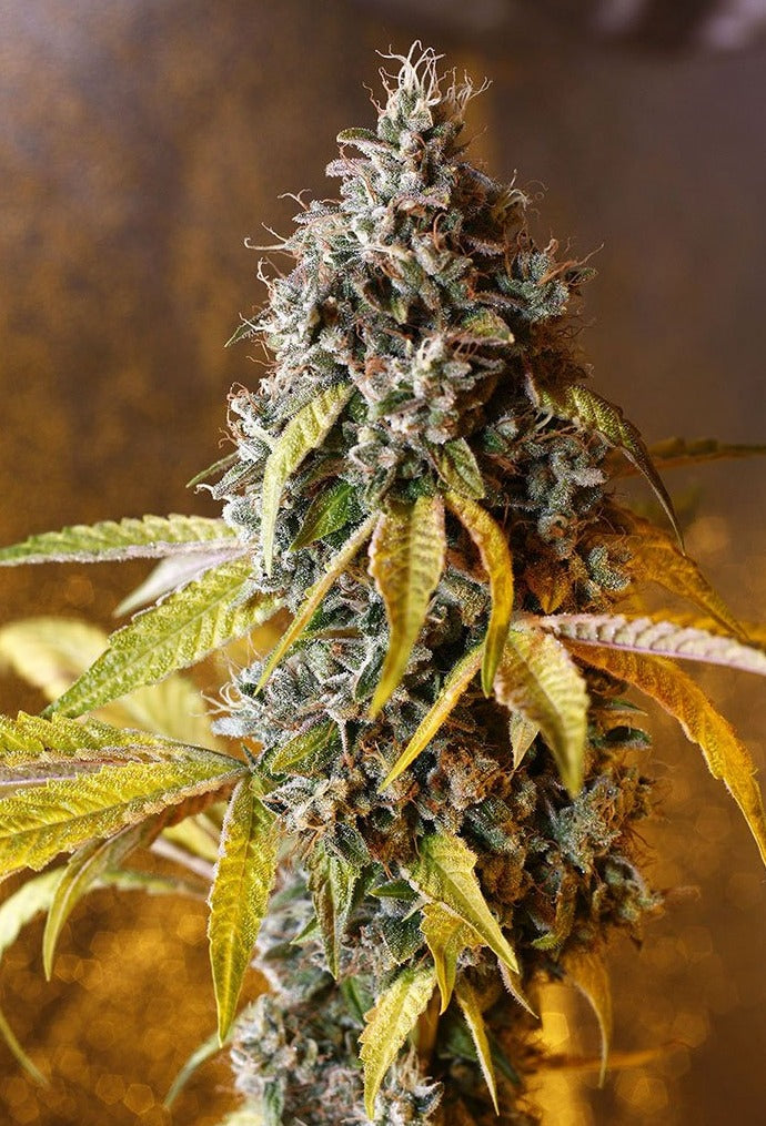 HOLY GRAIL KUSH (FEM)