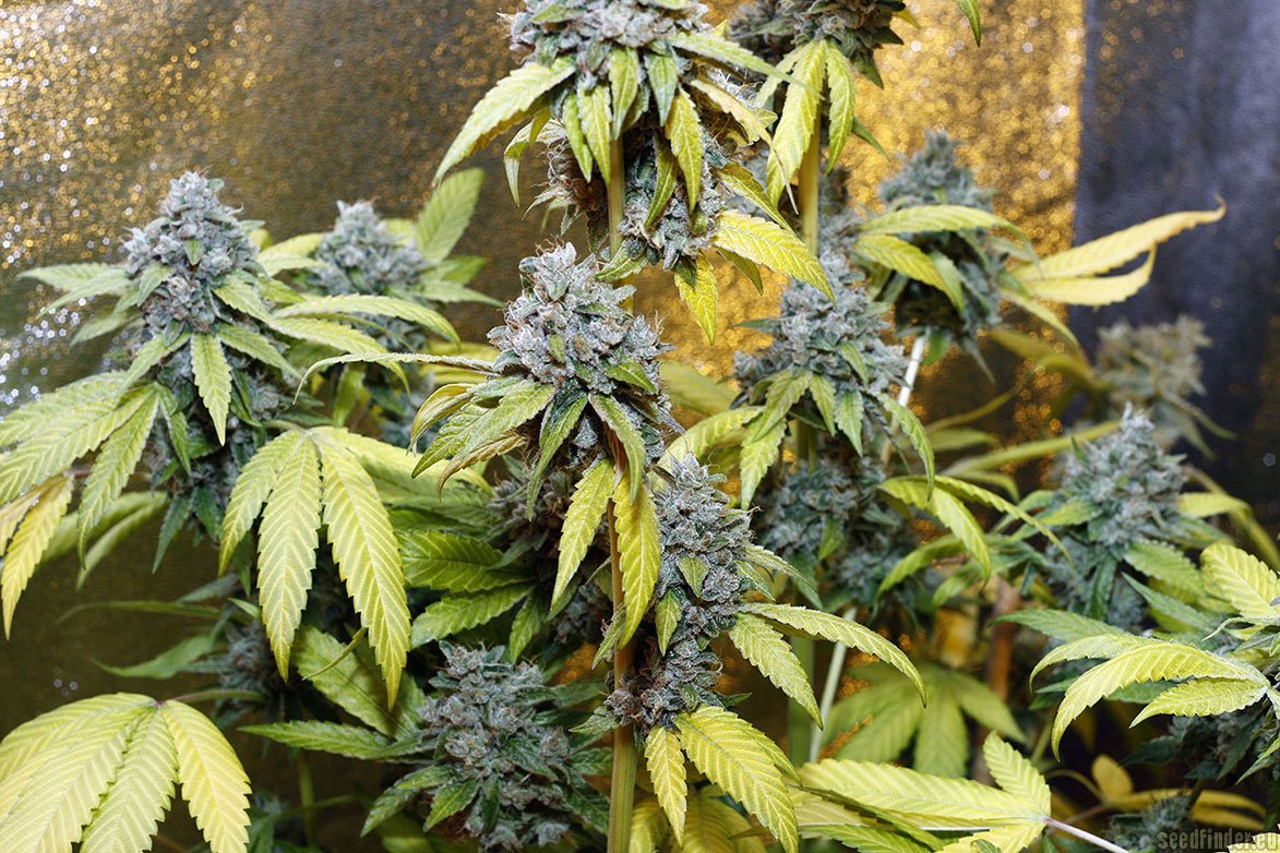 HOLY GRAIL KUSH (FEM)