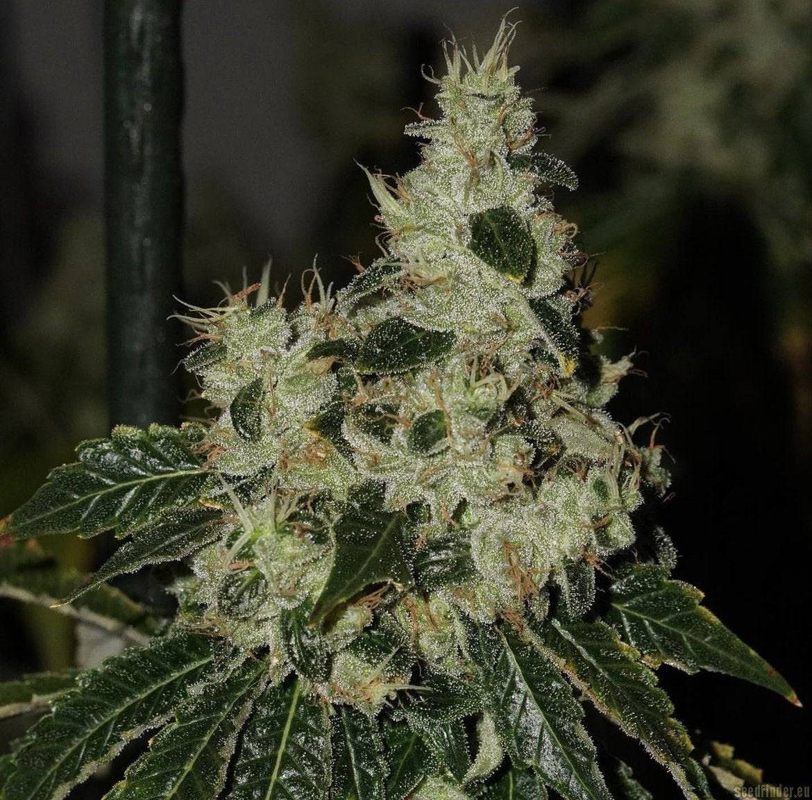 CHEM 91 by Cali Connection Strain Feminized Cannabis Seeds The Famed Chem 91 Sk Va clone only