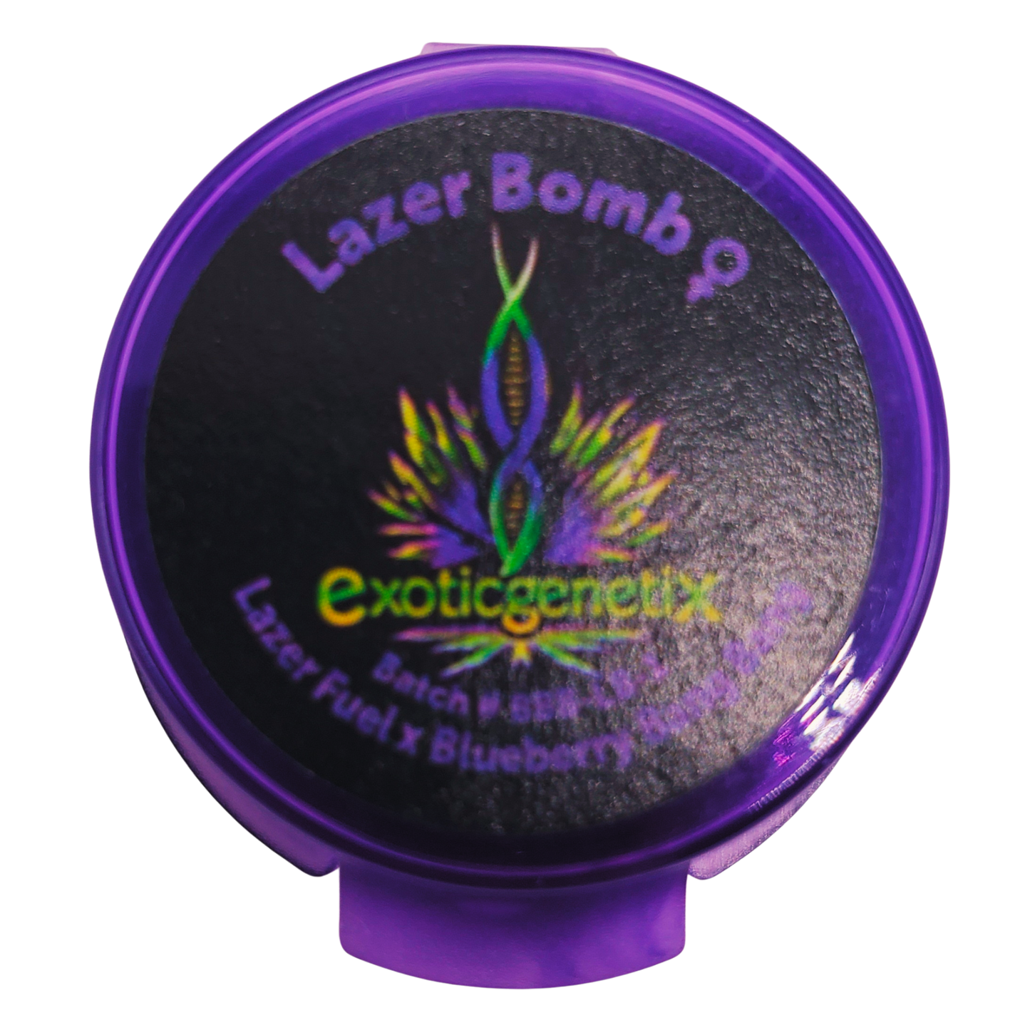 BLUEBERRY BANG BANG FREEBIES