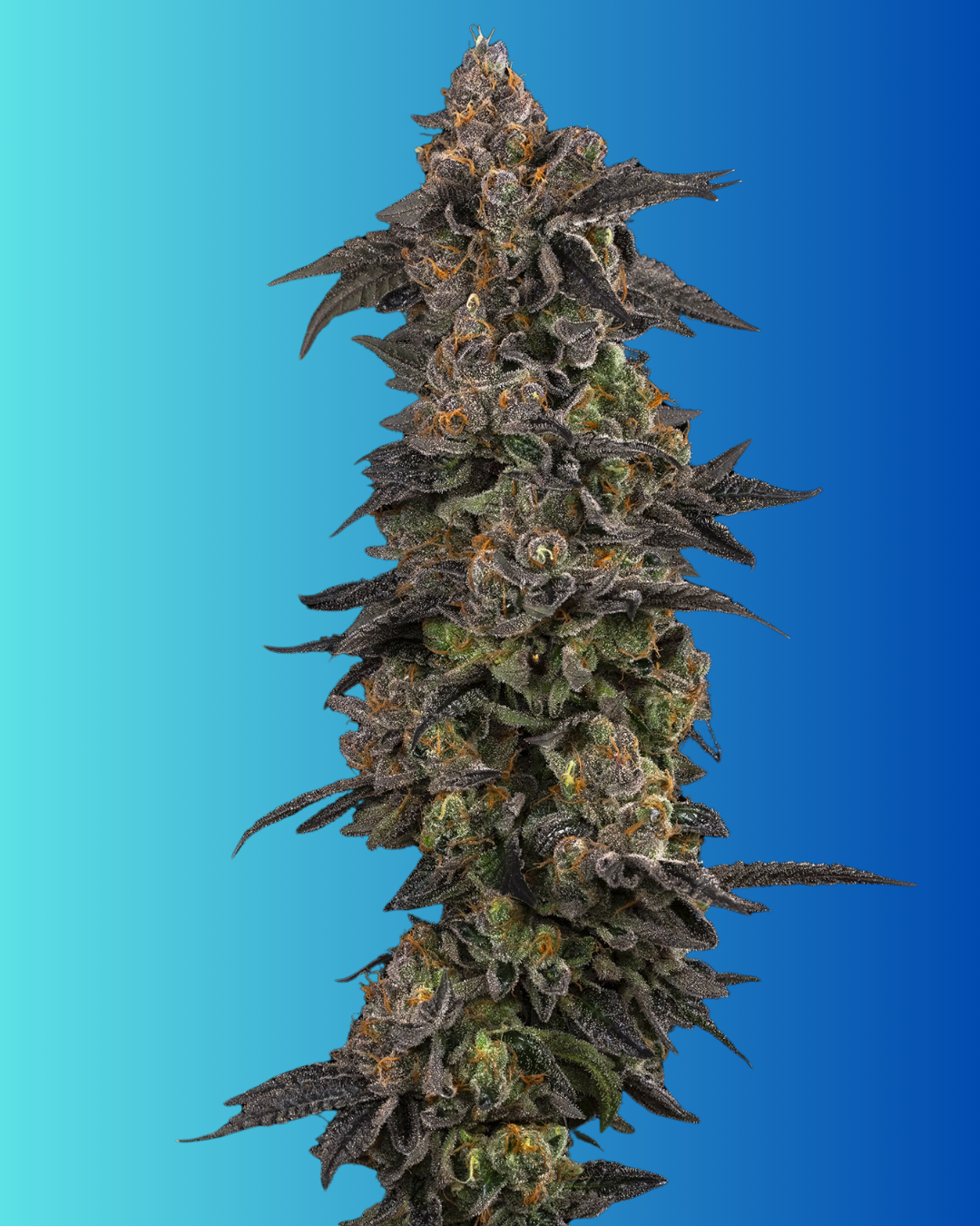 LONDON POUND CAKE S1