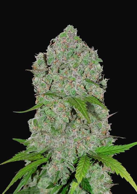 Orange Sherbet Auto Fem FAST BUDS USA