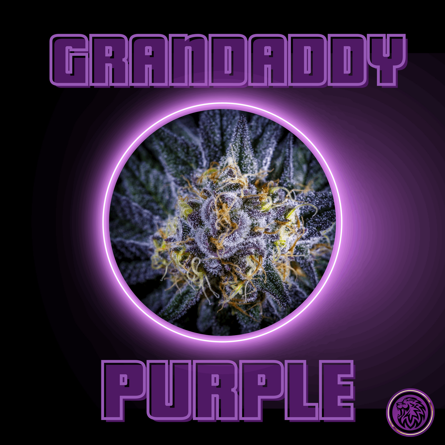 Grandaddy Purple, (AKA: GDP, Grandaddy Purple) Purple Urkle x Big Bud, Feminized Cannabis Seeds
